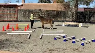 Halter obstacle