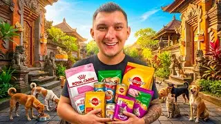 I Fed Hungry Street Dogs & Cats In Bali 🇮🇩