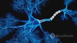 Unlocking the Brain: Neuroplasticity Explained!