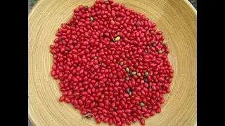 Making Wild Allspice