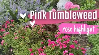 Miniature Rose Highlight | Pink Tumbleweed & Little Grey Pearl