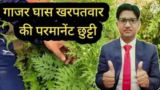गाजर घास खरपतवार की रोकथाम कैसे करे | Congress Grass | Gajar Grass Weed | Parthenium Weed |  खरपतवार