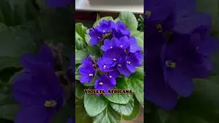 Violetas Africanas🪻🌸🌼#violetasafricanas #flores #colores #plantas
