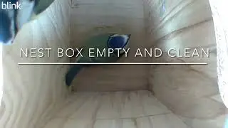 They&rsquo;re back!! Bluetit nest box 2025 begins!