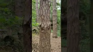 Rezerwat Skały pod Adamowem