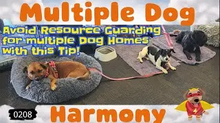 Avoid Resource Guarding for multiple Dog Homes with this Tip! (0208)