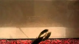 Berkley Havoc Craw Fatty (connected claws) Tank Demonstration