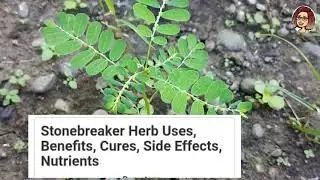Stonebreaker herb