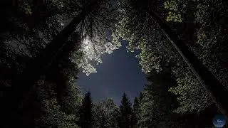 Deep Sleep Music | Forest Sounds for Sleeping Relaxation | Calming Sleep Track