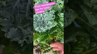 Tips for when doing plant or tower garden maintenance. Works well! Keep it easy! #towergarden