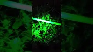 Feb, 24, 2018 @South KosherKush BlueDream 3week trim