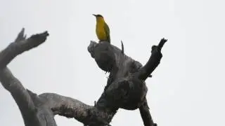Slender-billed Oriole