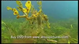 Leafy sea dragon documentary film 