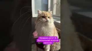 Британский хлопчик в пошуку родини! #british #cat #nikolaev #golden #catlover #cute #puppy #golden