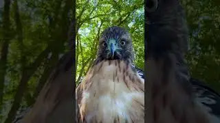 Red tailed hawk beating the summer heat