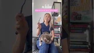 How to brush your cat&rsquo;s teeth 🪥 🦷 Vet Tips