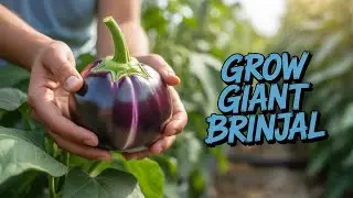बैंगन का पौधा कैसे लगाएं और उगाएं | Brinjal Full Growth Update | Seed to Harvest Result