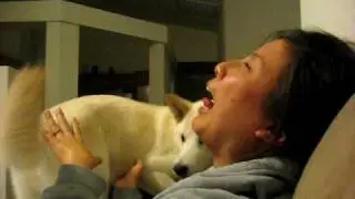 jindo dog licks face