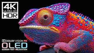 Best 4K Video for Display Test | 4K HDR 60FPS | Dolby Vision (8K/4K TV)