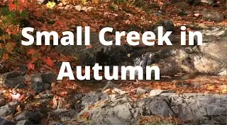 🎧Small Autumn Creek and Bird Chirping Sounds for Relaxation Sleep Study Meditation