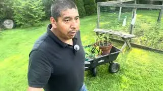 Entre sacando las plantitas de tomatillo ya Que estan muy juntos
