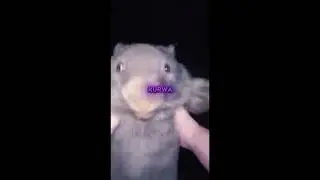 1 Hour of Kurwa Bober