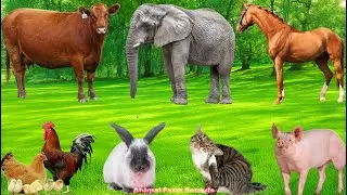 Farm Animal Life: Rabbit, Sheep, Cow, Chicken, Cat, Duck & Horse &ndash; Animal World
