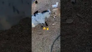 🐐🤘😝 GOATS of Headbanging