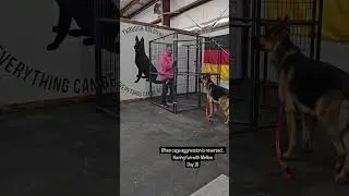 Aggressive dog gets the taste of his own medicine