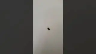 exclusivit&eacute; = insecte xylophage ( grosse vrillette) vivante 😲😱