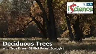 Discover Deciduous Trees