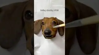 How to draw a realistic dog #shorts #dog