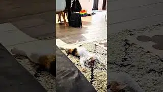 &ldquo;POV: Your Cat&rsquo;s Just Done With Life 😹&rdquo; #funnycats #catmemes #relatablepets