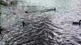 Ducks vs ducks vs coot dad