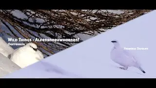 Wild Things - Alpensneeuwhoenen!