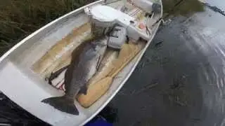 Cedar Key Monster Black Drum Fishing