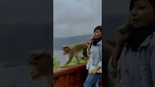 Monkey attack | Mahabaleshwar | India #monkeys #monkeyvideo #monkeylove #monkeyvideos #monkeyfunny