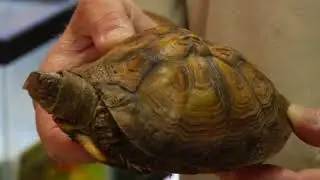 Turtle Disease Symptoms