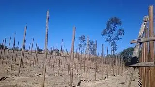 Começamos a Fazer uma estufa p 1