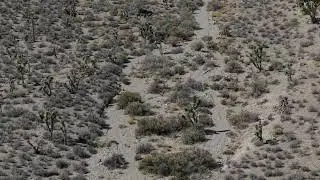 Wild Burros of Lee Canyon! Views from my DJI Air 3S! Mt. Charleston, Spring Mountains! #shorts