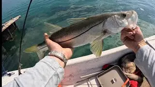 Yellowjacks, Snook, Snappers and more on LIVE SHRIMP in Biscayne Bay