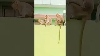 Mommy Kissing Baby Monkey 🐒#shorts #ytshorts #youtubeshorts #monkey #video