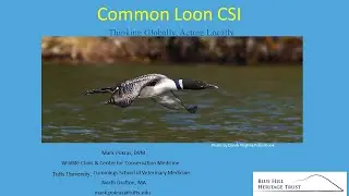 Friends From the Field: Common Loon CSI