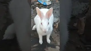 Cute Rabbit Bunny 🐰 | Adorable Animal Shorts | #Shorts