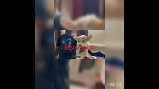 Corgi pup avilable delivery anywhere  in india #corgi #corgipuppies #corgilife #corgipuppy #india