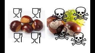 Est-ce que le marron ça se mange ? Comment savoir si les marrons sont comestibles ?