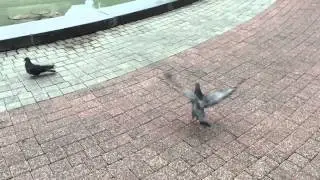 Camera test - Apple iPhone 6 (slow motion)