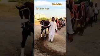 Pakistan Horse Racing HORSE Video #horsesports #karachiraceclub #ehtishammurtaza #video #sports