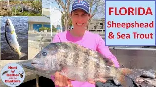 FLORIDA FISHING - Sheepshead, Sea Trout, Grouper, Sea Bass - Bonus: Alligators, Manatees, Otters!