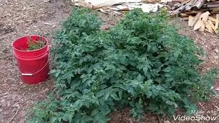 Cage free/ free-range tomatoes 😂